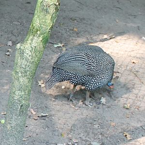 Reichenow's guineafowl