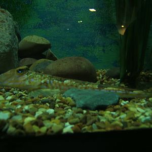 27/12/2016 Common Dragonet (Callionymus lyra)