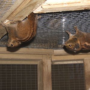 27/12/2016 Swinhoe's Striped Squirel
