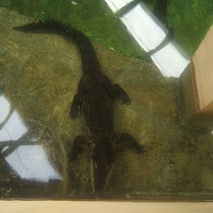 28/12/2016 Salt Water Crocodile