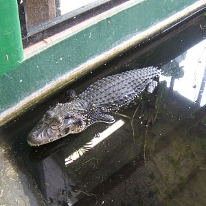 28/12/2016 Black Caiman