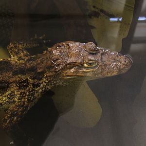 28/12/2016 Broad-fronted Caiman