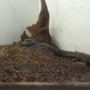 28/12/2016 Hybrid Dwarf Crocodile on nest