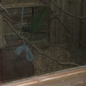 View of Neumann's Grass Rat enclosure