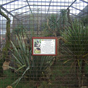28/12/2016 view of Binturong enclosure
