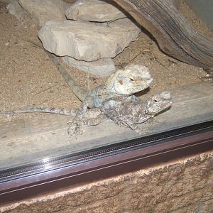 28/12/2016 Frilled Lizard