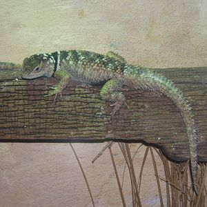 28/12/2016 Blue Fence Swift