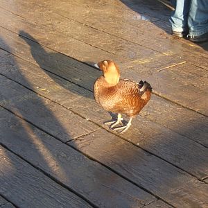 29/12/2016 female Spectacled Eider