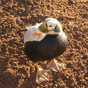 29/12/2016 male Spectacled Eider