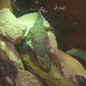 30/12/2016 Cuban Crocodile