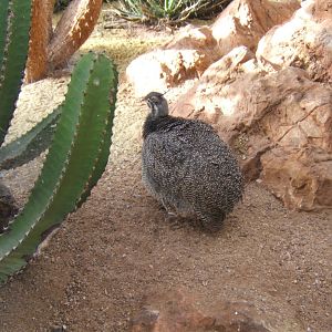 30/12/2016 Elegant Crested Tinamou