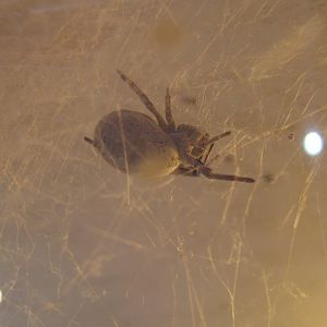 30/12/2016 Indian Social Spider