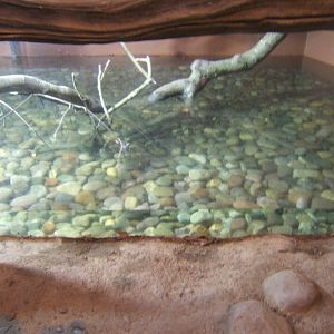 1/1/2017 View of fish tank in Elephant House