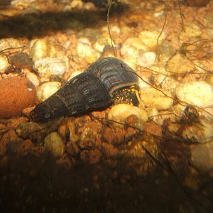 1/1/2017 Aquatic snail in Monsoon Forest