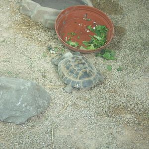 28/1/2017 Horsfield's tortoise