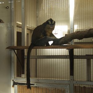 28/1/2017 Crowned Guenon