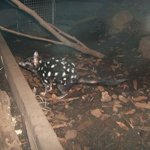 29/1/2017 Eastern Quoll