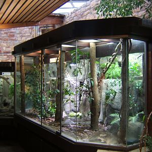 29/1/2017 View of Green Tree Monitor exhibit