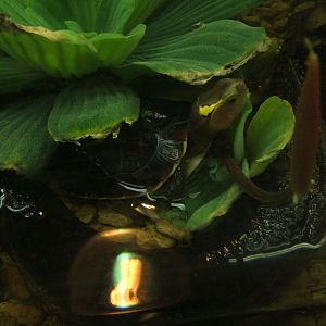 29/1/2017 Young Chinese Box Turtle