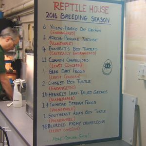 29/1/2017 View of Reptile breeding's board for 2016