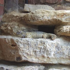 29/1/2017 Leptian's Spiny-tailed Lizard