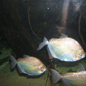 29/1/2017 Silver Dollar (Metynnis argenteus)