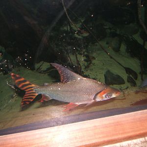 29/1/2017 Flagtail Characin (Semaprochilodus insignis)