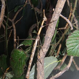 29/1/2017 Horse-headed Grasshopper (Pseudoproscopia latirostris)