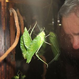 29/1/2017 Giant Katydid (Stilpnochlora couloniana) and a very strange looking visitor