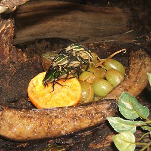 29/1/2017 Lesser Goliath Beetle (Mecynorhina polyphemus)