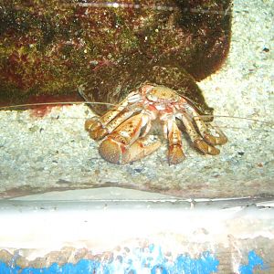 29/1/2017 Hermit Crab