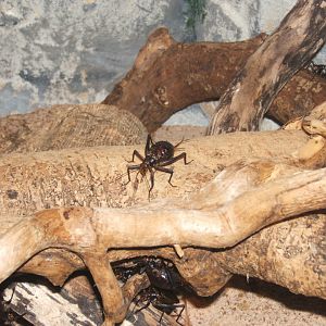 29/1/2017 Ethiopian Cricket (Homoeogryllus xanthographus)