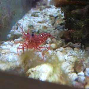 29/1/2017 Peppermint Shrimp (Lysmata wurdemanni)