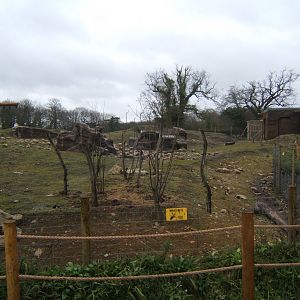 29/1/2017 View of Gelada exhibit