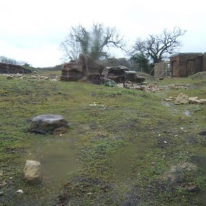 29/1/2017 View of Gelada exhibit from inside viewing hut
