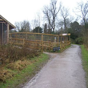 29/1/2017 View of the Lake Alaotra Gentle Lemur exhibit
