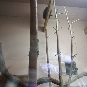 29/1/2017 View of the Lake Alaotra Gentle Lemur exhibit inside the House