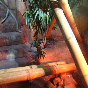 5/2/2017 View of Blood Python