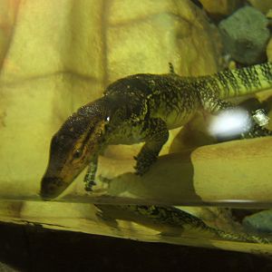 5/2/2017 View of Malayan Water Monitor in water