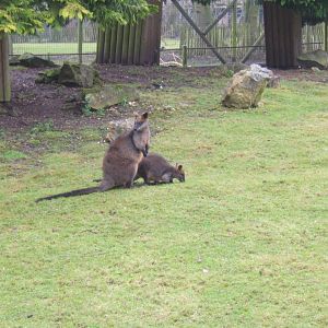 5/2/2017 Swamp Wallabys