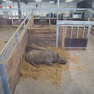 5/2/2017 View of Black Rhino House inside