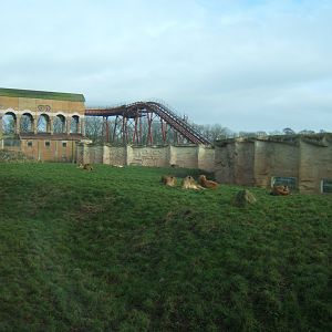 5/2/2017 View of African Lion enclosure