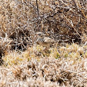 Somali Short-toed Lark