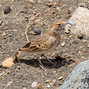 Fischer's Sparrowlark female