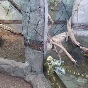 11th Feb 2017 - Water Monitor enclosure