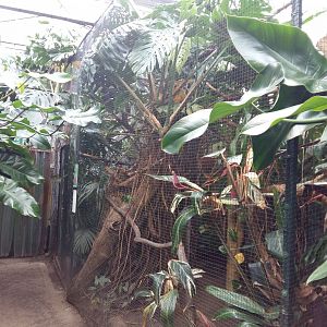 11th Feb 2017 - Turaco aviary