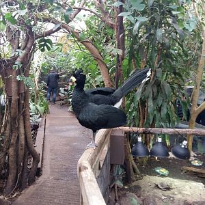 11th Feb 2017 - Yellow-Knobbed Curassow
