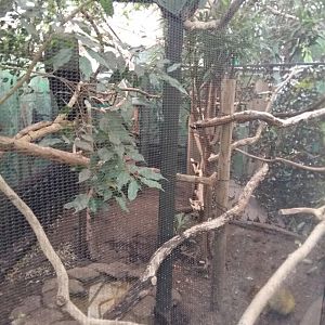 11th Feb 2017 - Toucan and Azara's Agouti