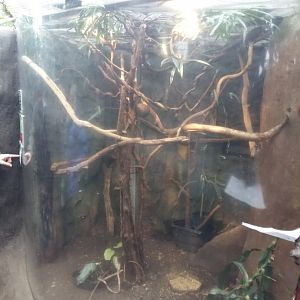 11th Feb 2017 - Pygmy Marmoset enclosure