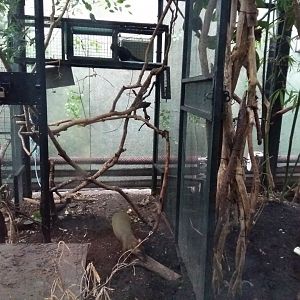 11th Feb 2017 - Goeldi's Monkey and Azara's Agouti (part of enclosure)